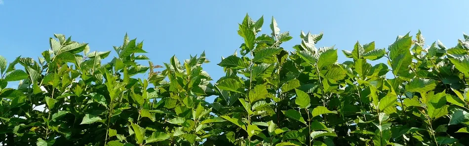 Vaismedžių darželis, obelys, kriaušės, slyvos, Lenkija - skaidrė 2