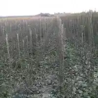 Medelynas: medžiai, vaiskrūmiai, obelys, kriaušės, slyvos, vyšnios, Lenkija- galerija 18