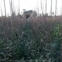 Medelynas: medžiai, vaiskrūmiai, obelys, kriaušės, slyvos, vyšnios, Lenkija - galerija 17