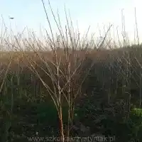 Medelynas: medžiai, vaiskrūmiai, obelys, kriaušės, slyvos, vyšnios, Lenkija