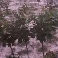 Medelynas: medžiai, vaiskrūmiai, obelys, kriaušės, slyvos, vyšnios, Lenkija- galerija 18