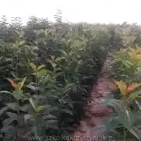 Medelynas: medžiai, vaiskrūmiai, obelys, kriaušės, slyvos, vyšnios, Lenkija - galerija 03