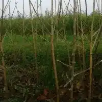 Medelynas: medžiai, vaiskrūmiai, obelys, kriaušės, slyvos, vyšnios, Lenkija - galerija 04