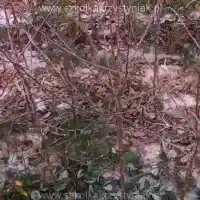 Medelynas: medžiai, vaiskrūmiai, obelys, kriaušės, slyvos, vyšnios, Lenkija - galerija - 04