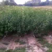 Medelynas, medžiai, vaiskrūmiai, obelys, kriaušės, slyvos, vyšnios, Lenkija - galerija 0