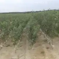 Medelynas, medžiai, vaiskrūmiai, obelys, kriaušės, slyvos, vyšnios, Lenkija - galerija -05