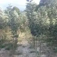 Medelynas: medžiai, vaiskrūmiai, obelys, kriaušės, slyvos, vyšnios, Lenkija - galerija 05