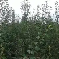 Medelynas: medžiai, vaiskrūmiai, obelys, kriaušės, slyvos, vyšnios, Lenkija - galerija 00