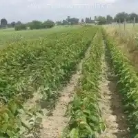 Medelynas: medžiai, vaiskrūmiai, obelys, kriaušės, slyvos, vyšnios, Lenkija - galerija 19