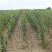 Medelynas: medžiai, vaiskrūmiai, obelys, kriaušės, slyvos, vyšnios, Lenkija