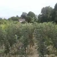 Medelynas: medžiai, vaiskrūmiai, obelys, kriaušės, slyvos, vyšnios, Lenkija - galerija 06