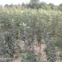 Medelynas: medžiai, vaiskrūmiai, obelys, kriaušės, slyvos, vyšnios, Lenkija- galerija 20