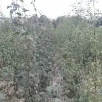 Medelynas: medžiai, vaiskrūmiai, obelys, kriaušės, slyvos, vyšnios, Lenkija