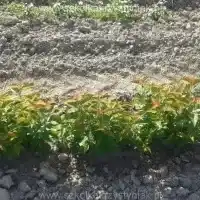 Medelynas: medžiai, vaiskrūmiai, obelys, kriaušės, slyvos, vyšnios, Lenkija - galerija 07