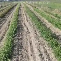 Medelynas: medžiai, vaiskrūmiai, obelys, kriaušės, slyvos, vyšnios, Lenkija - galerija 21