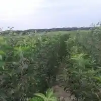 Medelynas: medžiai, vaiskrūmiai, obelys, kriaušės, slyvos, vyšnios, Lenkija - galerija 22