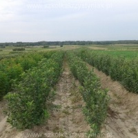 Daigynai medžiai vaiskrūmiai obelys kriaušės vyšnios Lenkija