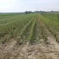 Medelynas: medžiai, vaiskrūmiai, obelys, kriaušės, slyvos, vyšnios, Lenkija - galerija 23