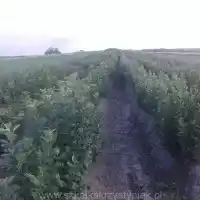 Medelynas: medžiai, vaiskrūmiai, obelys, kriaušės, slyvos, vyšnios, Lenkija - galerija 24