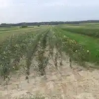 Medelynas: medžiai, vaiskrūmiai, obelys, kriaušės, slyvos, vyšnios, Lenkija - galerija 09