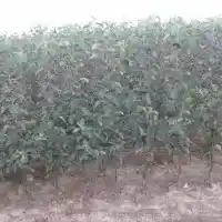 Medelynas: medžiai, vaiskrūmiai, obelys, kriaušės, slyvos, vyšnios, Lenkija - galerija 25