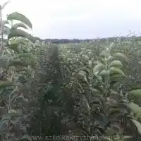 Medelynas: medžiai, vaiskrūmiai, obelys, kriaušės, slyvos, vyšnios, Lenkija- galerija 26