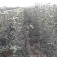 Medelynas: medžiai, vaiskrūmiai, obelys, kriaušės, slyvos, vyšnios, Lenkija- galerija 27