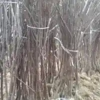 Medelynas: medžiai, vaiskrūmiai, obelys, kriaušės, slyvos, vyšnios, Lenkija - galerija 11