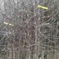 Medelynas: medžiai, vaiskrūmiai, obelys, kriaušės, slyvos, vyšnios, Lenkija- galerija 28