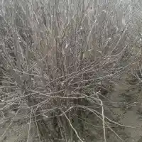 Medelynas: medžiai, vaiskrūmiai, obelys, kriaušės, slyvos, vyšnios, Lenkija