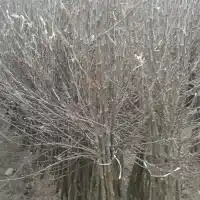 Medelynas: medžiai, vaiskrūmiai, obelys, kriaušės, slyvos, vyšnios, Lenkija - galerija 12