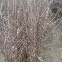 Medelynas: medžiai, vaiskrūmiai, obelys, kriaušės, slyvos, vyšnios, Lenkija- galerija 29