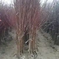 Medelynas: medžiai, vaiskrūmiai, obelys, kriaušės, slyvos, vyšnios, Lenkija- galerija 30