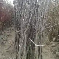 Medelynas: medžiai, vaiskrūmiai, obelys, kriaušės, slyvos, vyšnios, Lenkija - galerija 13