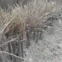 Medelynas: medžiai, vaiskrūmiai, obelys, kriaušės, slyvos, vyšnios, Lenkija- galerija 31