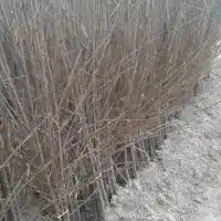 Medelynas: medžiai, vaiskrūmiai, obelys, kriaušės, slyvos, vyšnios, Lenkija- galerija 32