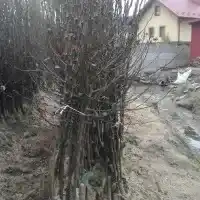 Medelynas: medžiai, vaiskrūmiai, obelys, kriaušės, slyvos, vyšnios, Lenkija - galerija 14