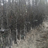 Daigynai medžiai vaiskrūmiai obelys kriaušės vyšnios Lenkija