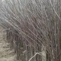 Medelynas: medžiai, vaiskrūmiai, obelys, kriaušės, slyvos, vyšnios, Lenkija- galerija 34