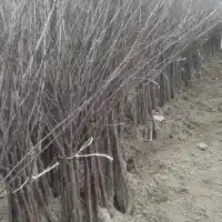 Medelynas: medžiai, vaiskrūmiai, obelys, kriaušės, slyvos, vyšnios, Lenkija - galerija 15