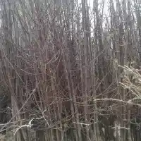 Medelynas: medžiai, vaiskrūmiai, obelys, kriaušės, slyvos, vyšnios, Lenkija- galerija 35