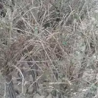 Medelynas: medžiai, vaiskrūmiai, obelys, kriaušės, slyvos, vyšnios, Lenkija - galerija 16